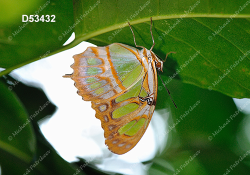 Malachite Butterfly (Siproeta stelenes)